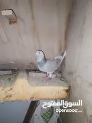  8 بسم الله والصلاه على رسول الله فحول طيور حمام وجواز للبيع