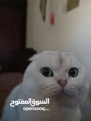  8 قط سكوتش فولد للتزاوج