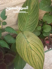  27 زريعه زينه للبيع