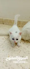  3 قطط نوع شيرازي للبيع
