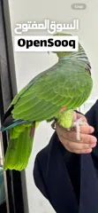  2 Amazon vinnacia parrot