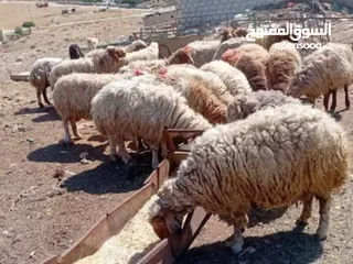  2 نبدأ بصلاة عل رسول الله - عرووووض  -عرووووض عروووض-  بمناسبة عيد الاضحى المبارك