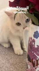  1 Van kedisi- türkiye