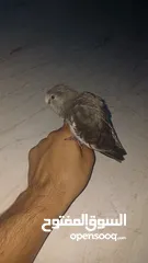  1 اليف ويسمع الكلام الطير الكوكتيل يفضل شراءه انهو ممتع
