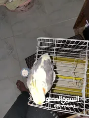  5 ببغاء كوكتيل ذكر فحل  للبيع او للبدل على فيشر نفس الي بصور مصبع اقراء الاعلان كويس