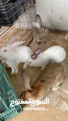  7 مجموعه ارنب للبيع