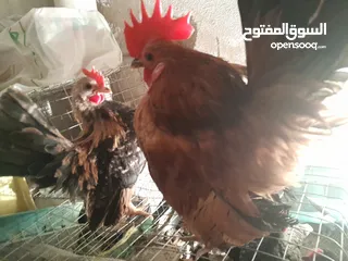  1 دجاج سيراما قزم اليف جدا