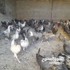  7 متاج جاج بياض وفرخات عمر 5 شهور