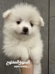  27 جراء بوميريان اصغر حجم تيكب