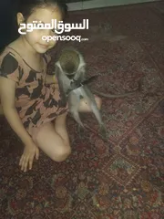  2 نسناس هادي للبيع