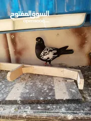  5 جوز مزهورات سود