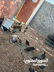  2 فرخات دجاج بلدي وفيومي صحه ونظافه ولله الحمد مطعمات عمر شهر ونص لشهرين