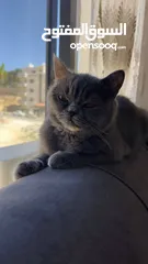  2 قط انثى للبيع