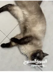  1 Himalayan cute cat