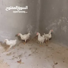  6 متاح4  عتاتيق تونسي دحي عمر شهرين 21 يوم  بي صحه ممتازه