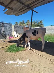  2 للبيع عيل ماشاءالله حلو وايد زين