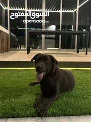  4 Almost 6 months old female chocolate Labrador retriever