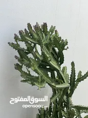  2 Large Plant