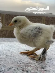  10 صيصان براهمي لبيع