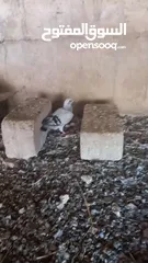  12 جواز حمام شغاله  للبيع  الكوم  17 حبه سعر الحبه دينارين من الاخر
