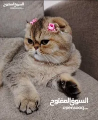  1 Exotic shorthair mixed with Scottish