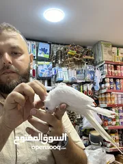  10 البينو كوكتيل أبيض جامبو أليف جدا