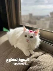  5 قطة شيرازي بيضاء ~ للبيع بسعر رمزي ^