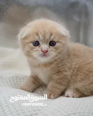  1 Scottish Fold  Kitten