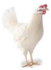  1 جاج بياض مزارع فتح جديد