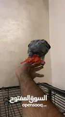  6 كاسكو مزرعة للبيع حبة بالصلاة علنبي