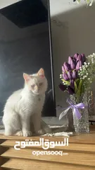  1 قط همالايا اورانج عمر 6 شهور