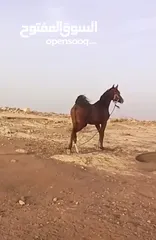  2 مهرة عربيه غير مسجلة