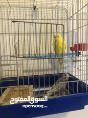  3 جوز حب منتج اهالي فراخ وانثى حب لون اصفر  وفرخ عمر شهر