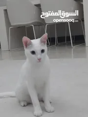  1 قطة بيضاء نوع Turkish angora  لون العيون ازرق  التطعيمات كاملة مع جواز سفر
