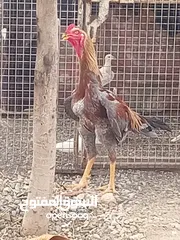  4 البيع ديك شامو المأني  اصل