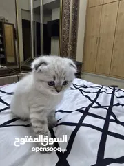  2 قطط كيوووت جدا سكوتش فولد  ذكور برسوم