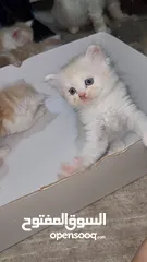  4 Kitten Shirazi Mix Angora two month  and a half  كيتن شيرازي انجورا العمر شهرين ونص