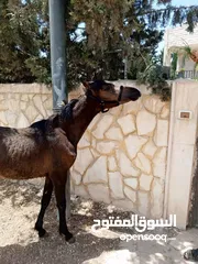  1 مهره عربيه بدون ورق