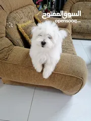  10 ذكر وانثى  فرنش تيرير عمر شهرين الأنثى والذكر سنتين puppy 2-months - French Terrier female & boy
