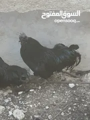  10 ديوك لمبرجيني و صيصان صحة و نظافة  بلدي للبيع