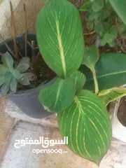  10 زريعه زينه للبيع