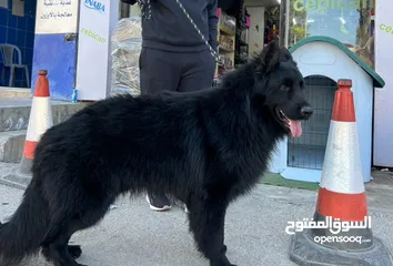  2 German shepherd male for stud