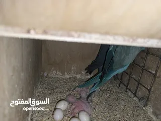  14 ببغاء كويكر. و دره. و فراخ دره و كويكر  تابع وصف طيور بسعر حرق