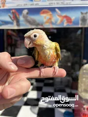  5 متوفر لدينا تشكيله طيور جميله