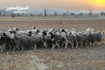  3 للبيع غنم قطيع واحد مد وشور ذكر الله سمان من حلال رحوب شي فاخر ذكر الله عدد 85 بمفرد 100 الي 120