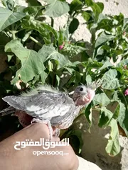  1 كوكتيل للزق اليدوي
