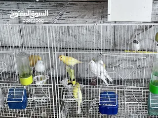  3 كناري مخليف (13) للبيع