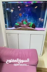  2 حوض سمك كبير