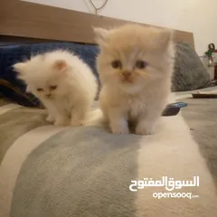  2 قطط شيرزاي مواصفات عالي