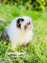  2 adorable Himalayan cat registered father CFA